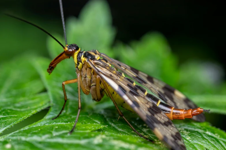 a close - up of a brown bug with yellow lines on its legs and the body, sitting on a green plant