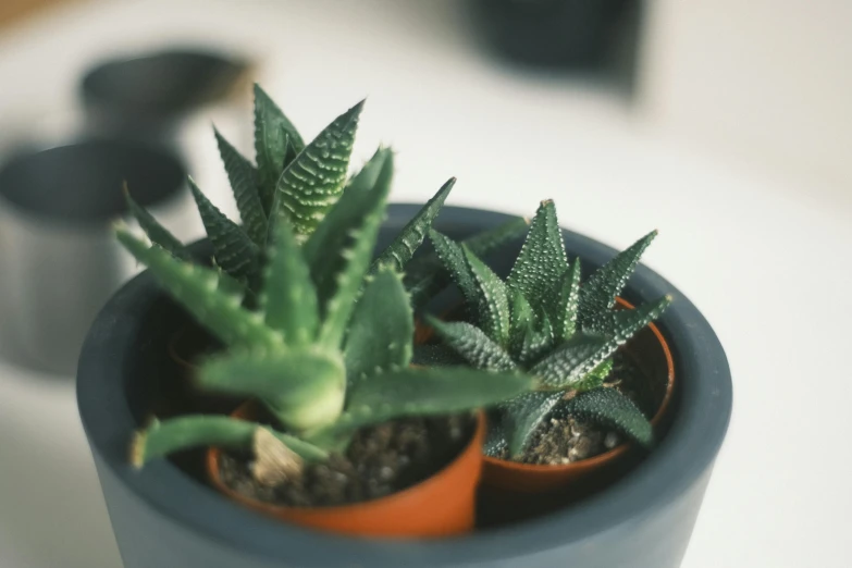 a closeup view of two cactuses, in small clay pots