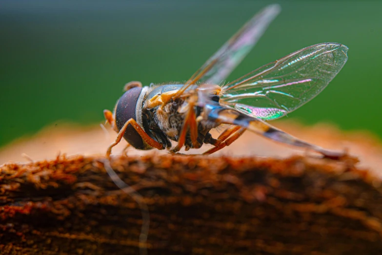 the fly is sitting on the nch with it's eyes wide open