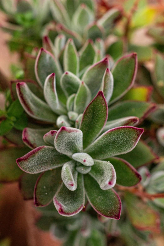 a po of a plant with green and red plants