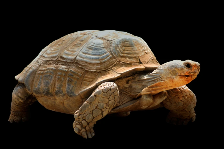 a tortoise looking into the distance against a black background