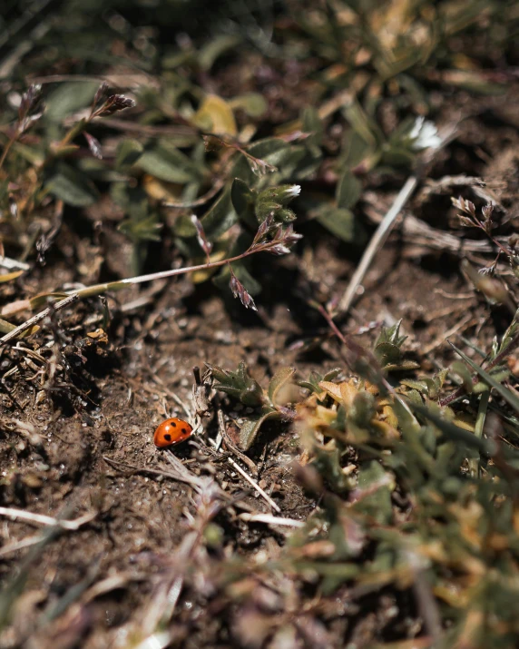 a small red bug sits in the middle of some ground