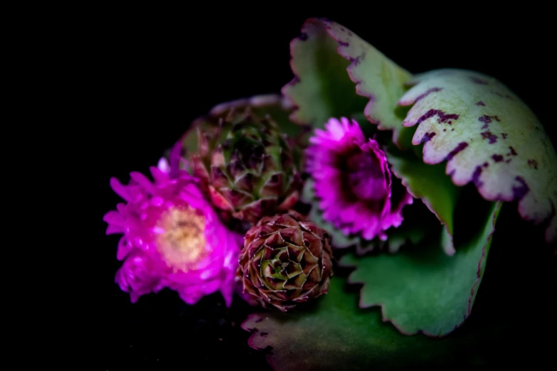 an assortment of flower in the dark