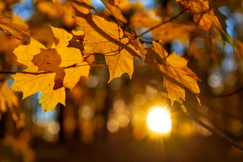 a yellow leaf with the sun shining through