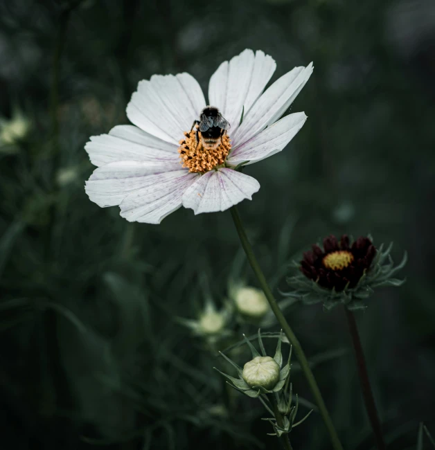 a large white and black bug resting on the petals of a flower