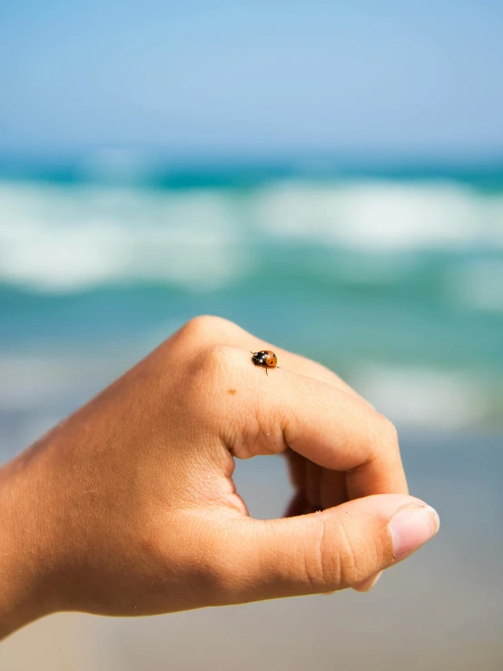 someone holds their hand out to a tiny insect