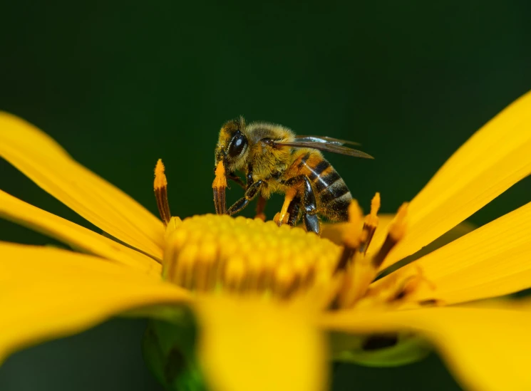 the bee is sitting on the center of a flower