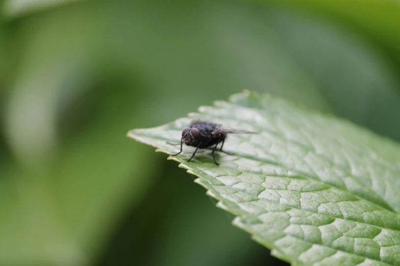 a fly sitting on a green leaf with leaves in the background