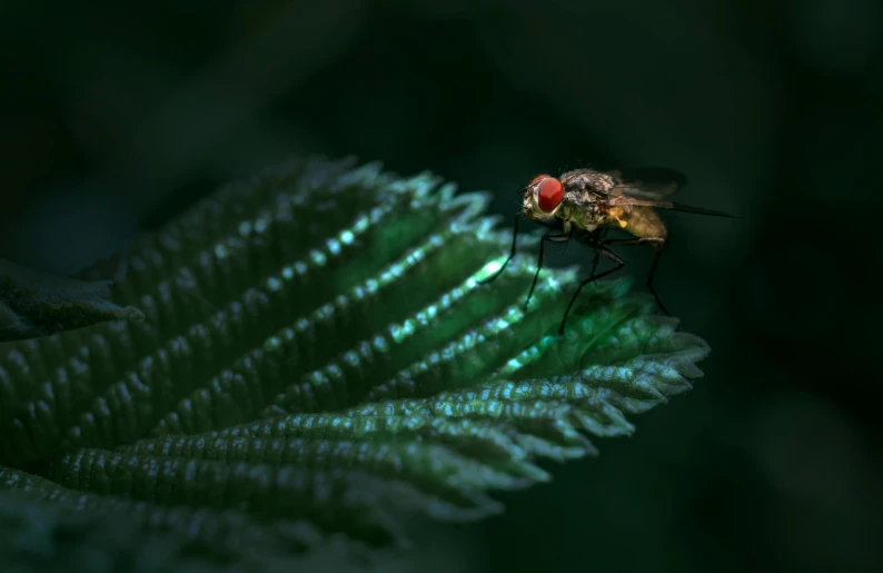 a red fly is resting on a leaf
