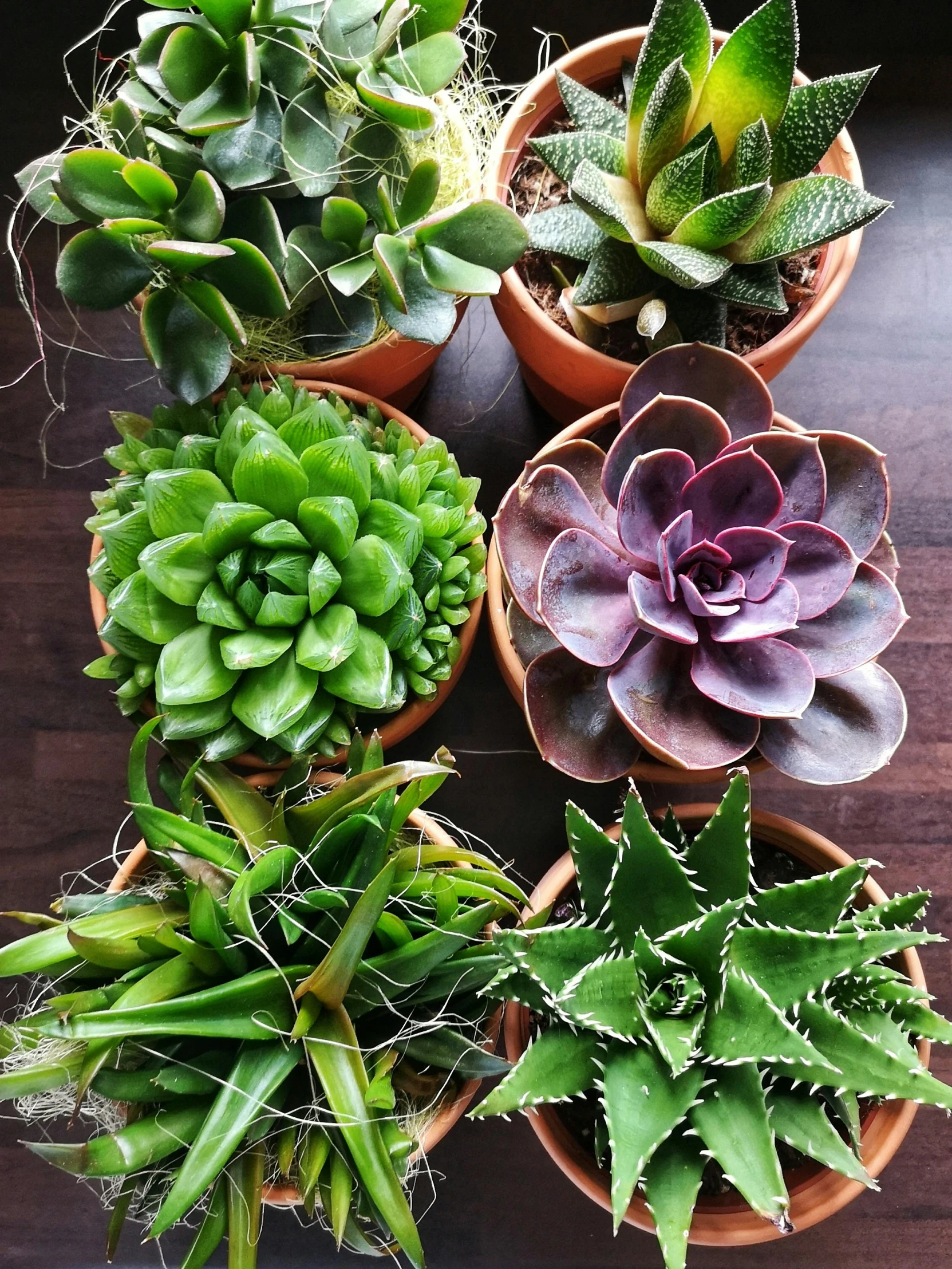 a variety of plants sitting in small clay pots