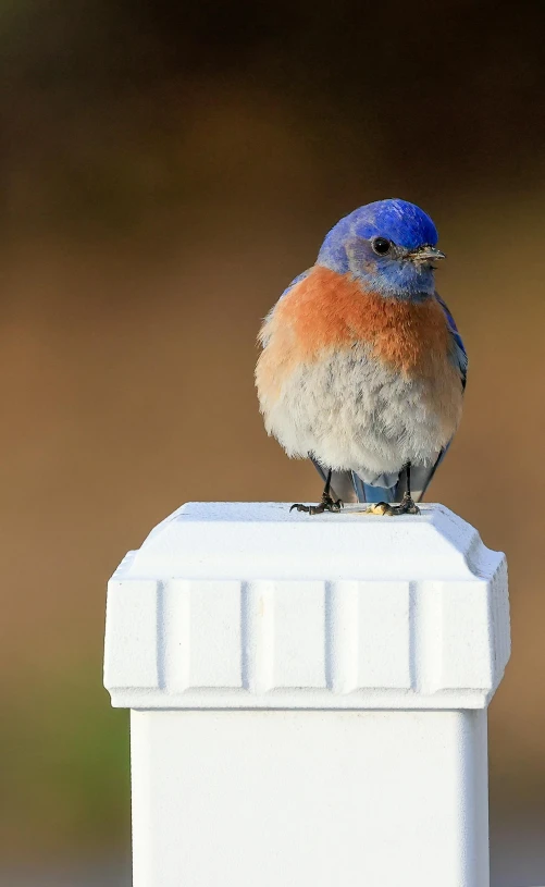 a small bird perched on the top of a white box