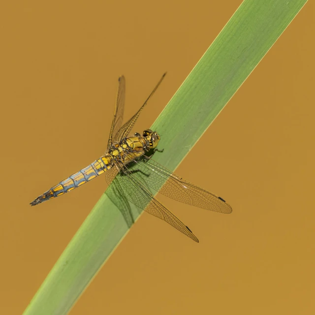 a dragon fly is perched on a long green plant