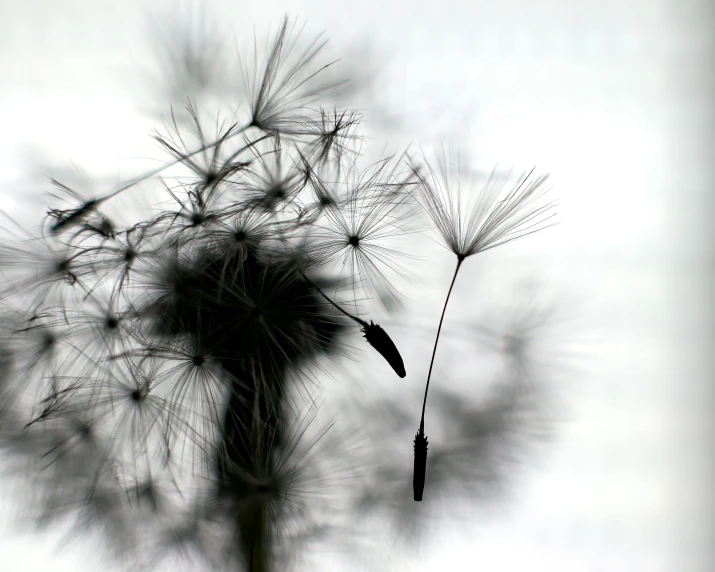 a dandelion is blowing in the wind as it looks like soing