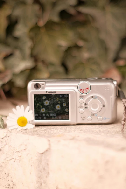 a camera on the ground with a daisy on it