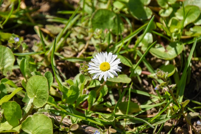 small white daisy sitting in grass with leaves