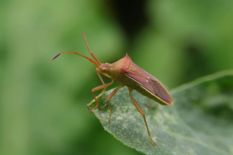 a bug is sitting on a leaf outside