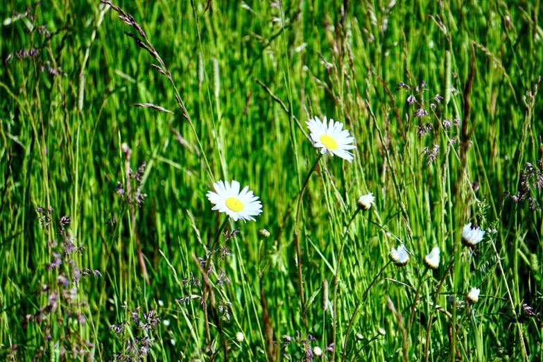 some daisies in a field with weeds and green grass