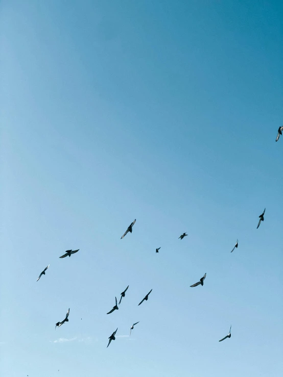 a group of birds fly high in the sky