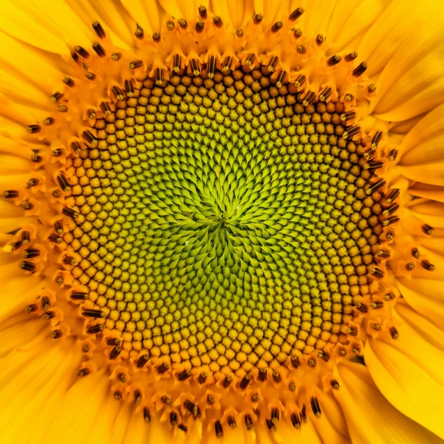 an image of a sunflower that is looking like a very large