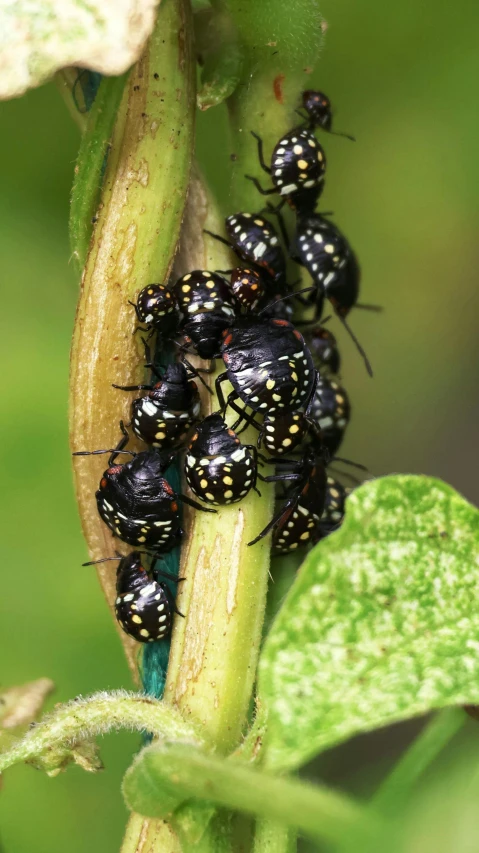 a group of small black bugs on a green plant