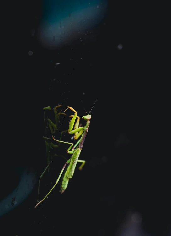 the mantisca on a spider web is lit up by the raindrops