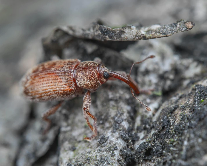 a brown bug is standing on the ground