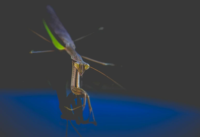 a praying mantissa on a dark background