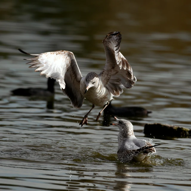 two small birds in the water one flying through the air and the other sitting on a rock