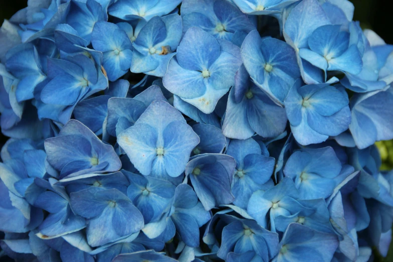 a bunch of pretty blue flowers with lots of blooming