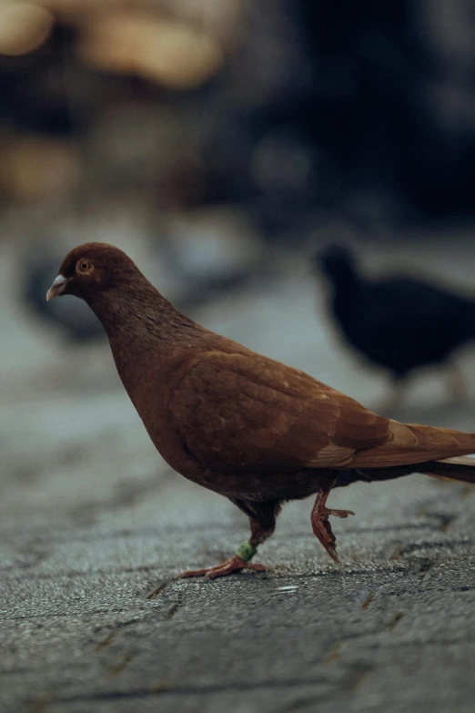 a close up of a brown pigeon near a street