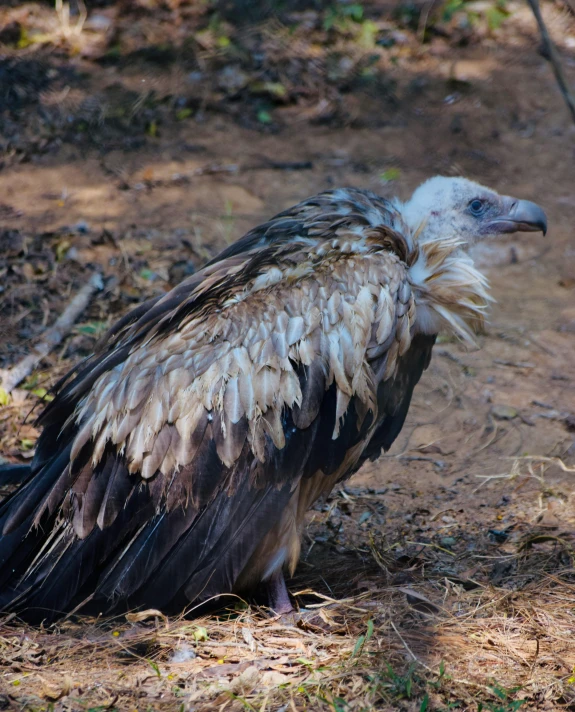 a black bird with an unusual colored pattern on it's head