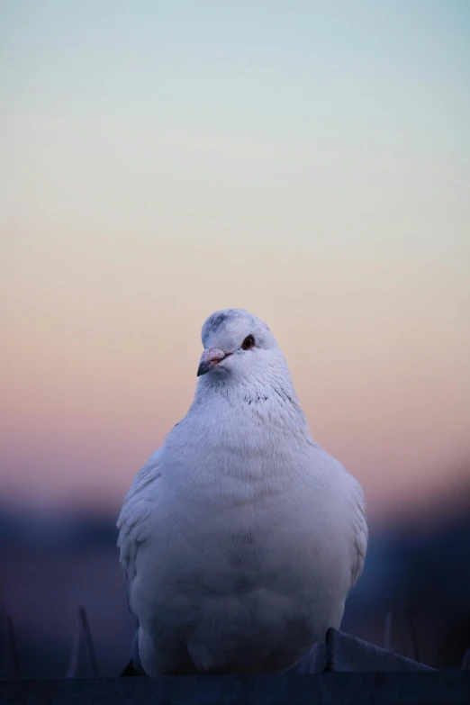 a white pigeon sitting in front of the camera