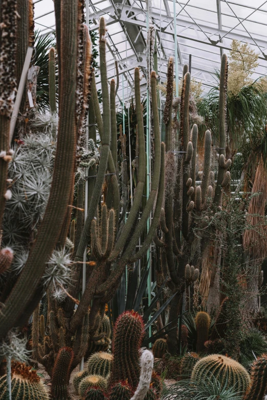 a number of cactus trees inside a glass house