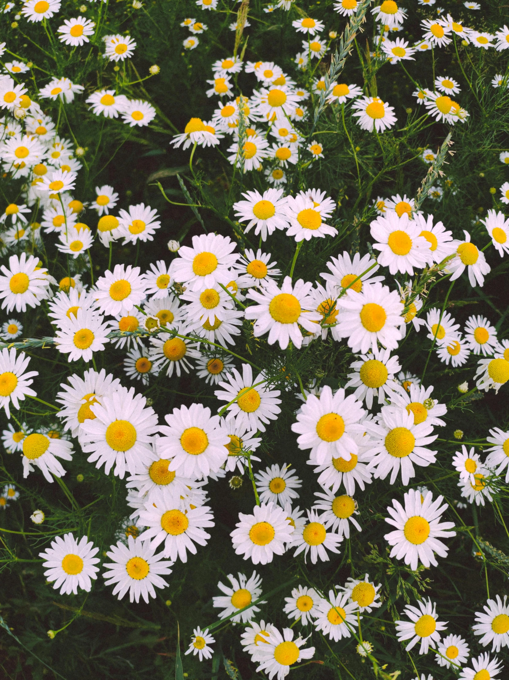 a field of daisies are yellow and white