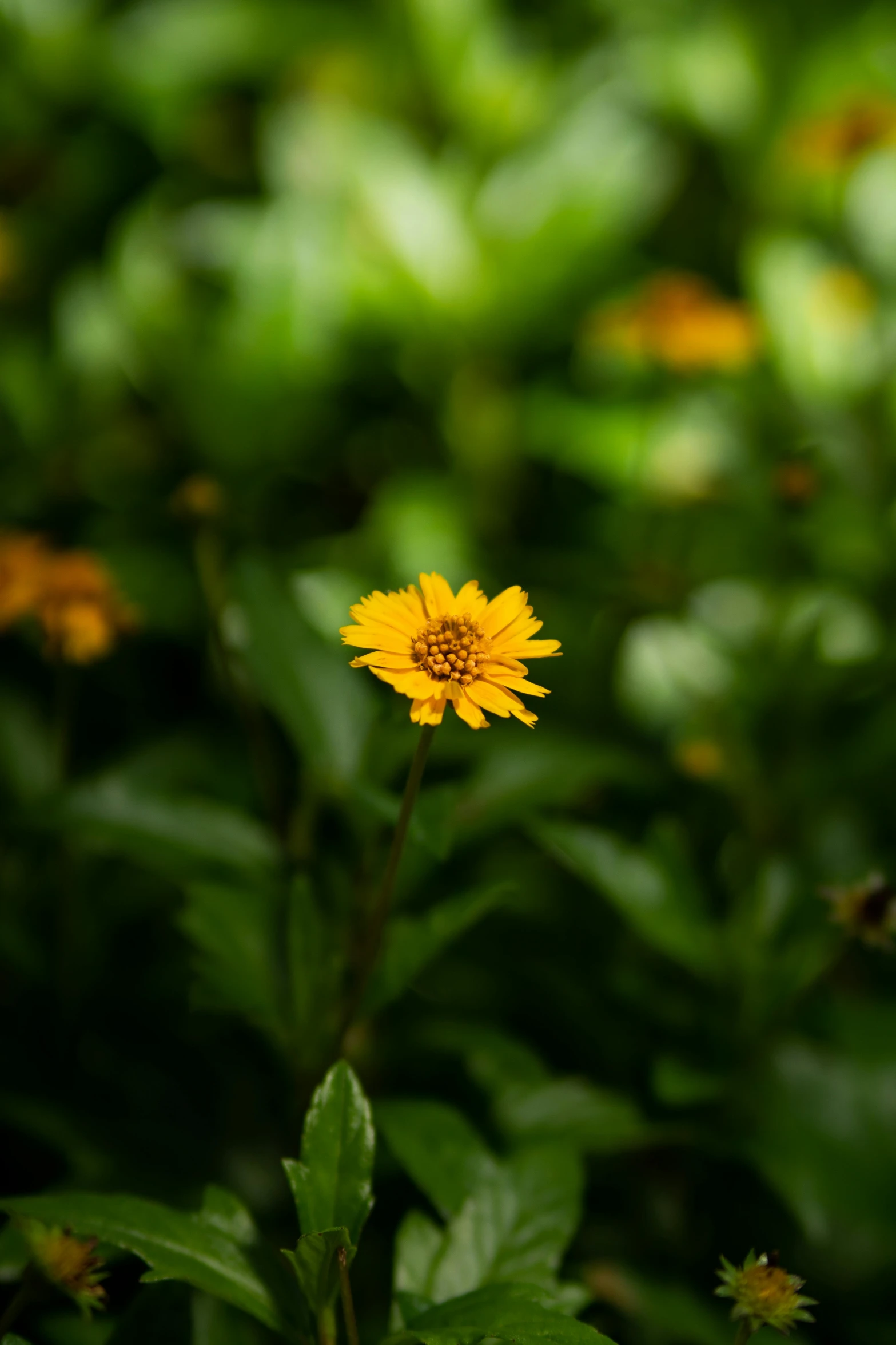 a little yellow flower is in the middle of some leaves