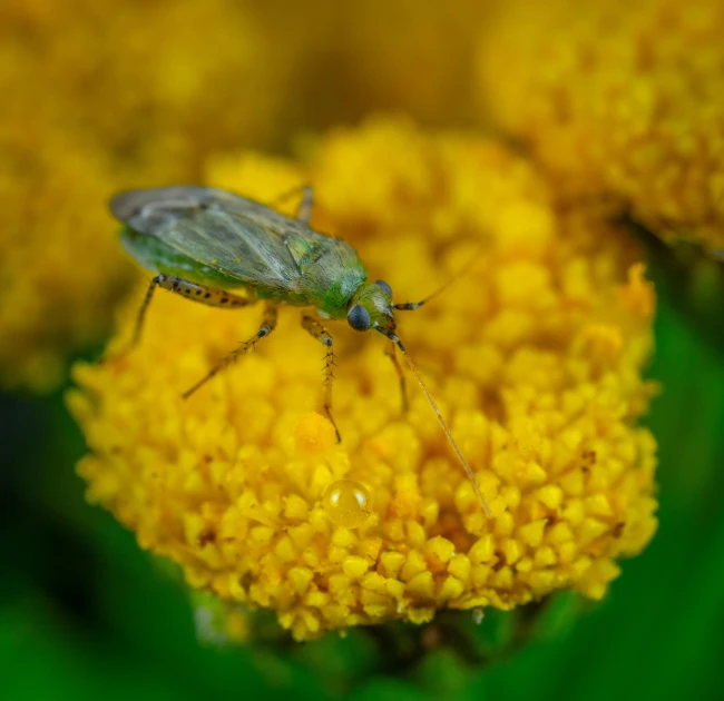 the insect is sitting on the bright yellow flower
