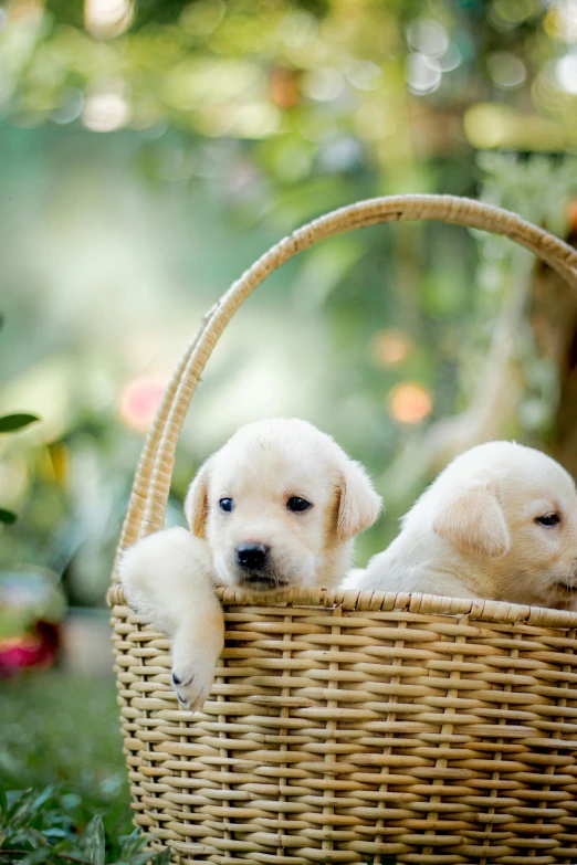 two yellow lab puppies sitting in a basket outside