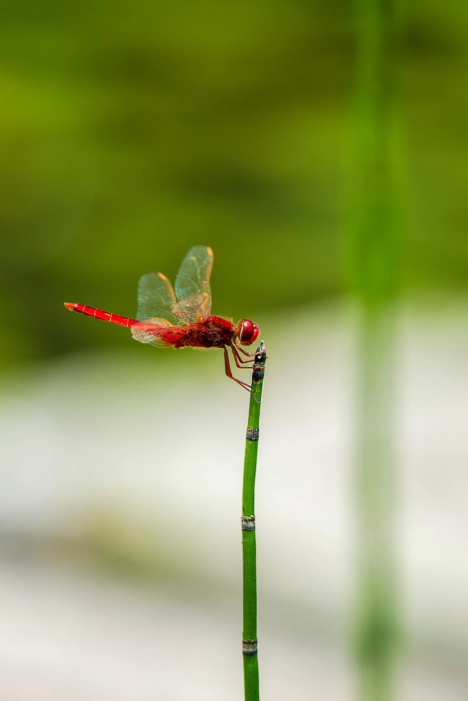 the dragonfly is sitting on top of the flower stem