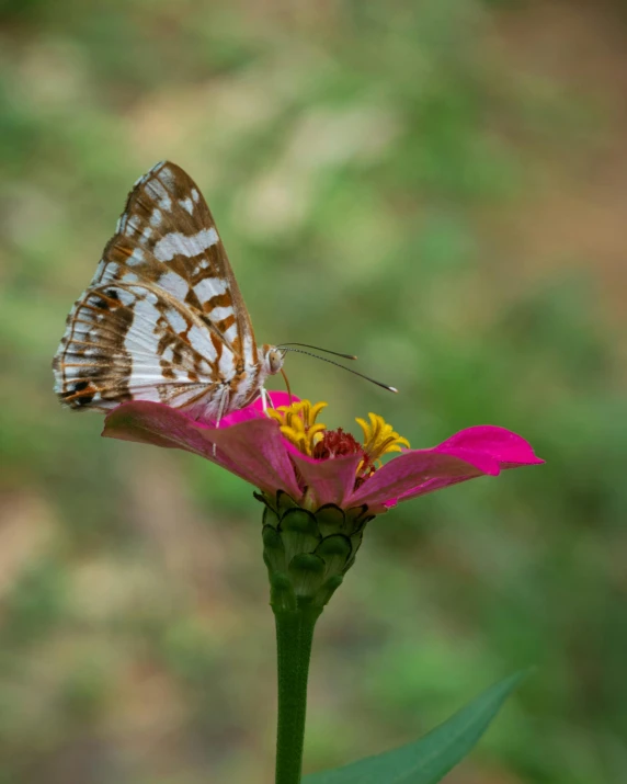 a erfly rests on top of a pink flower