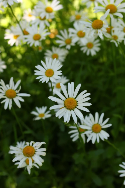 many daisies all along with each other in the garden