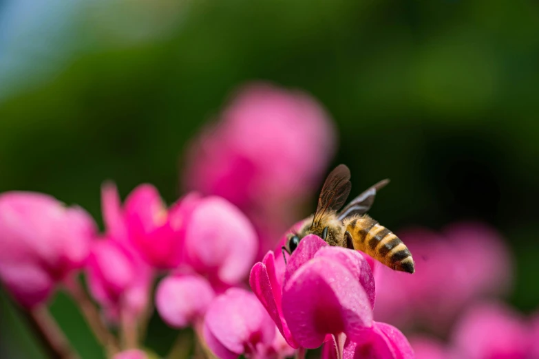 a bee on a pink flower and many other flowers