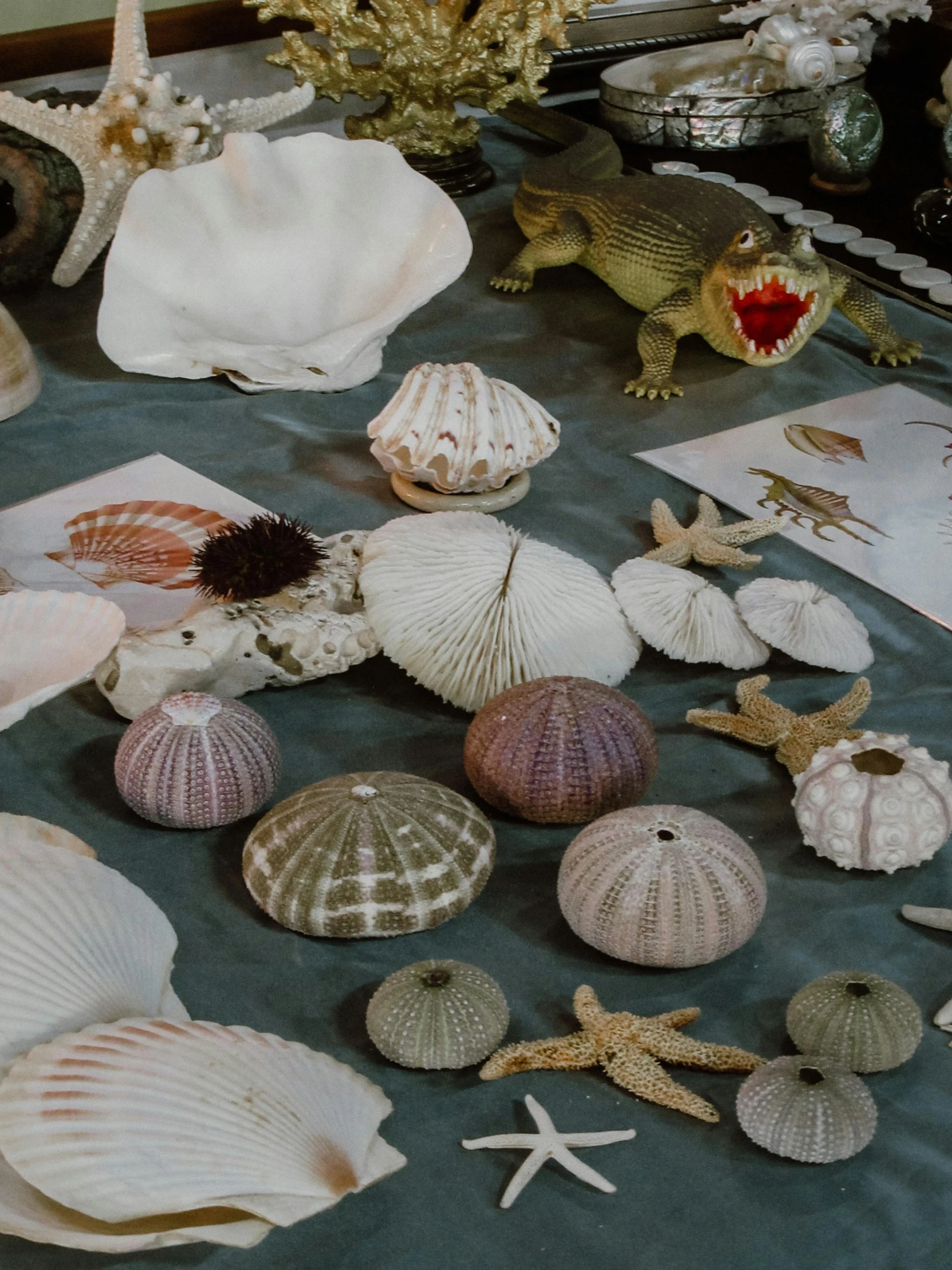 many seashells are scattered on a table, near a frog