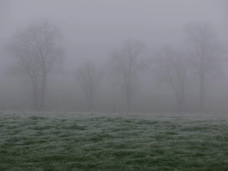 some tall trees and fog in a field