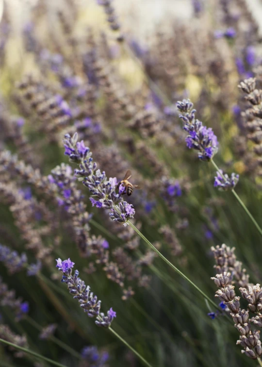 a field full of lavender plants with a bee in the middle