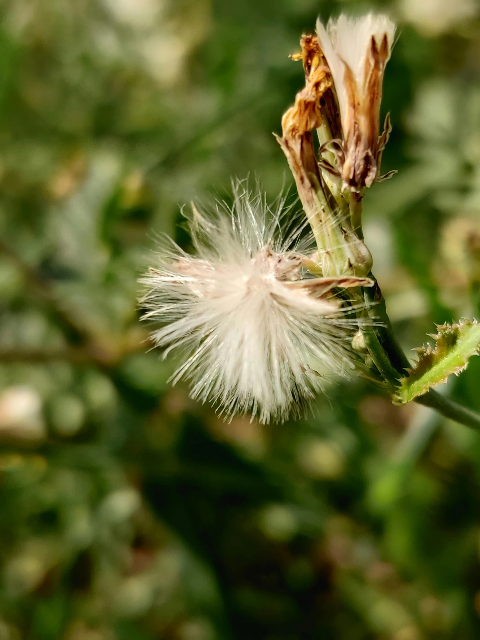 some white dandelion seeds growing on a stalk