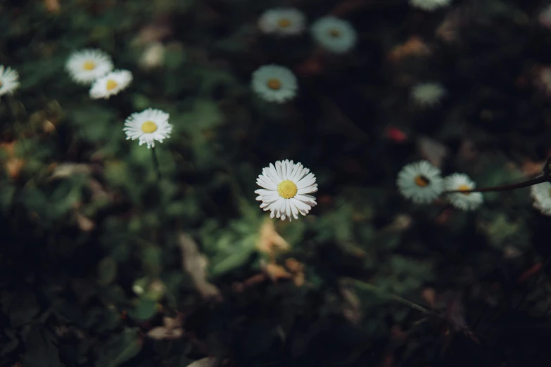 a close up of some daisies with trees in the background