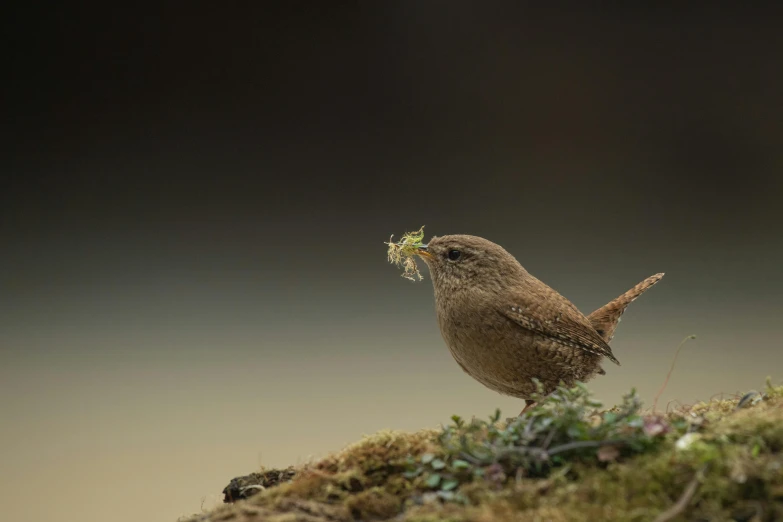 a bird with a seed in its beak