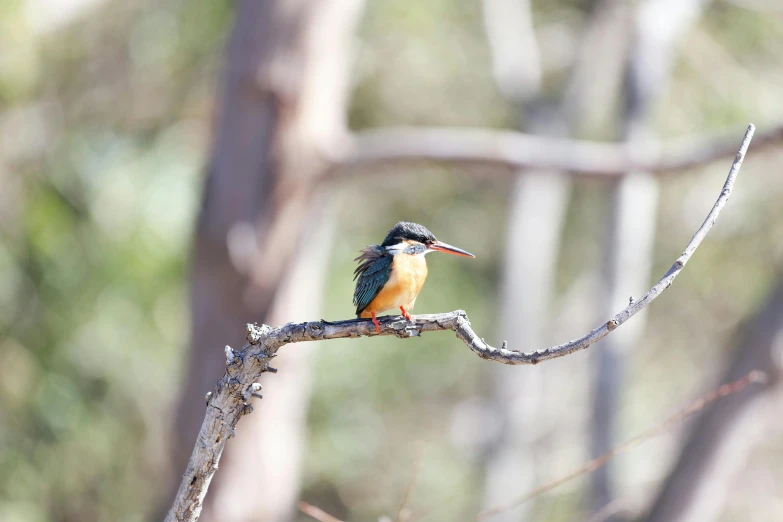 a colorful bird sits on the end of a tree limb