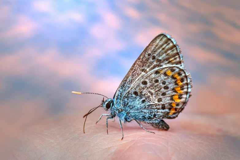 a large blue erfly resting on a persons body