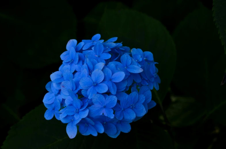 blue flower blossom with dark green leaves in the background